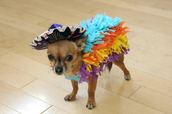 DIY Halloween Dog Costumes! ♥ Nic and Pancho Collaboration 