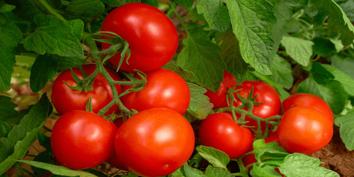 tomatoes