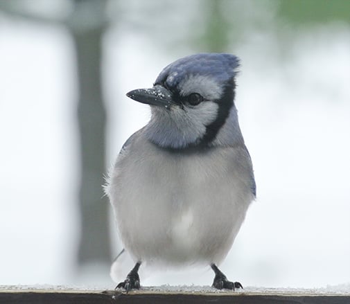 Blue Jay