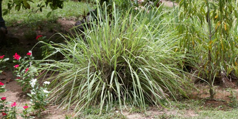 12 Mosquito Repellent Plants That Will Keep The Bugs Away Living Rich   Lemon Grass 800x401 