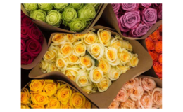 Get 3 Dozen (36) Farmer's Color Choice Roses for Only $39.99 Shipped! (Reg. $97.76)